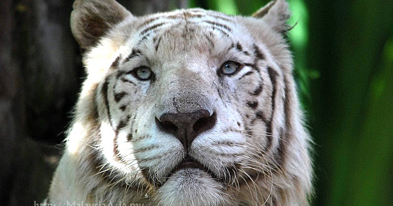 White Tiger in Bali Picture