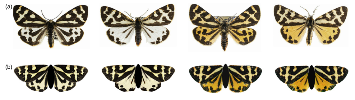擬態生物學 警戒性燈蛾的多態性代表的是多模型的擬態嗎