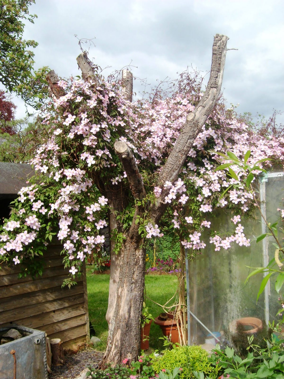Love Making Things Clematis Montana + NF Flowers 1