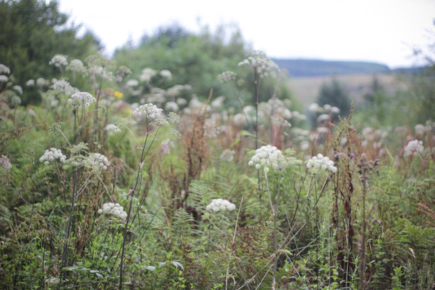 wild flower field