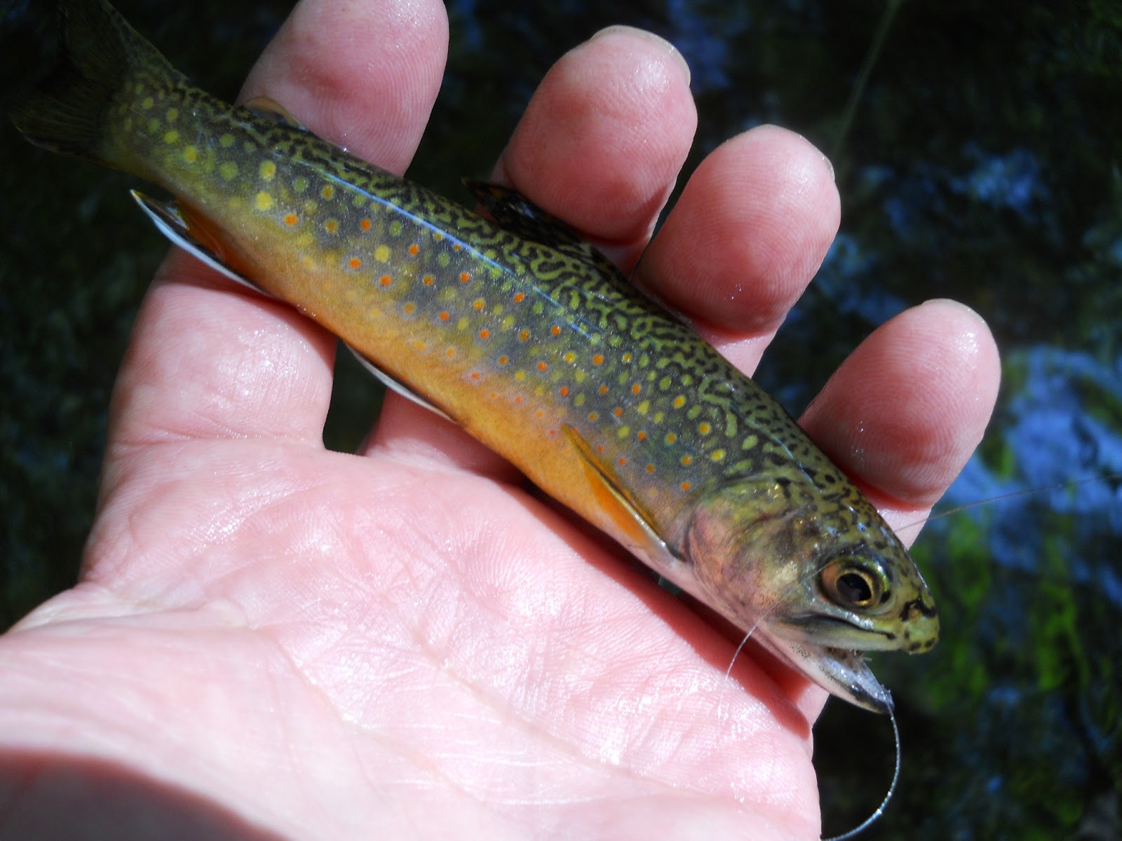 Small Stream Reflections: New Stream, and Fine Spotted Brook Trout