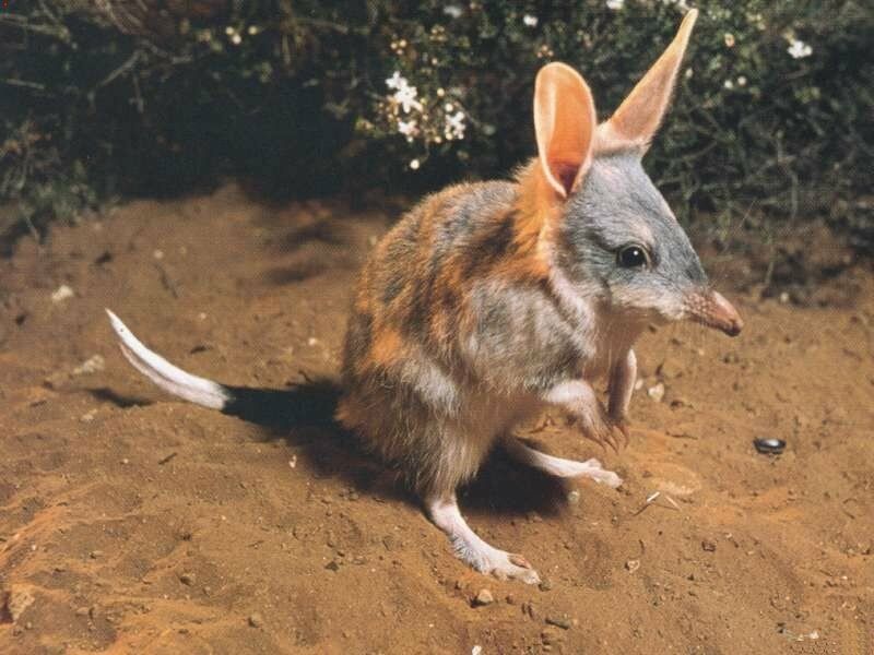 Bandicoot The Life of Animals