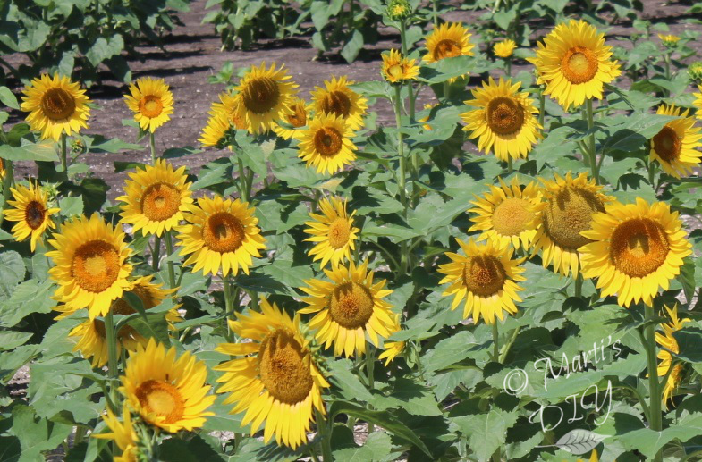 The Next Fifty Years Wordless Wednesday Sunflower Field Near Waxahachie