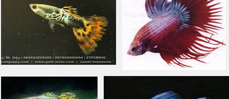Jenis Ikan Guppy Paling Cantik dan Termahal Serta Mudah Perawatannya