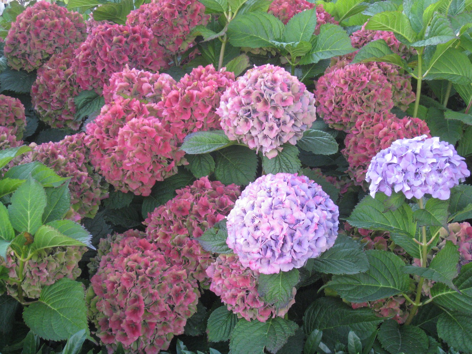 Tea with LaVera How to Dry Hydrangeas