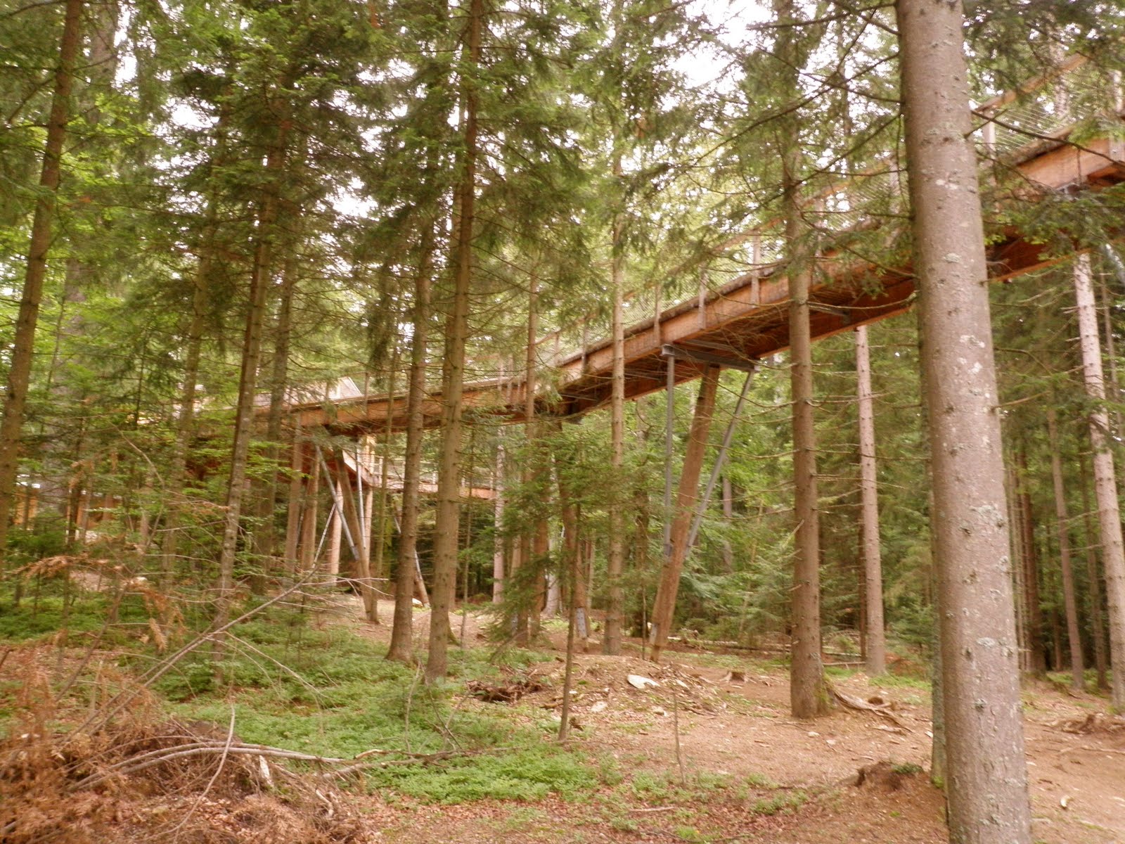 deanna time: TREE TOP WALK