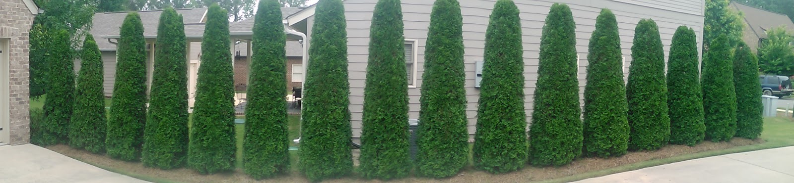 Greetings From Earth Ms Nancy S Emerald Green Arborvitae I Generally Shy Away From Linear Plantings And Pruning It S Just Not My Preference The Need For Both Was Warranted In This Instance