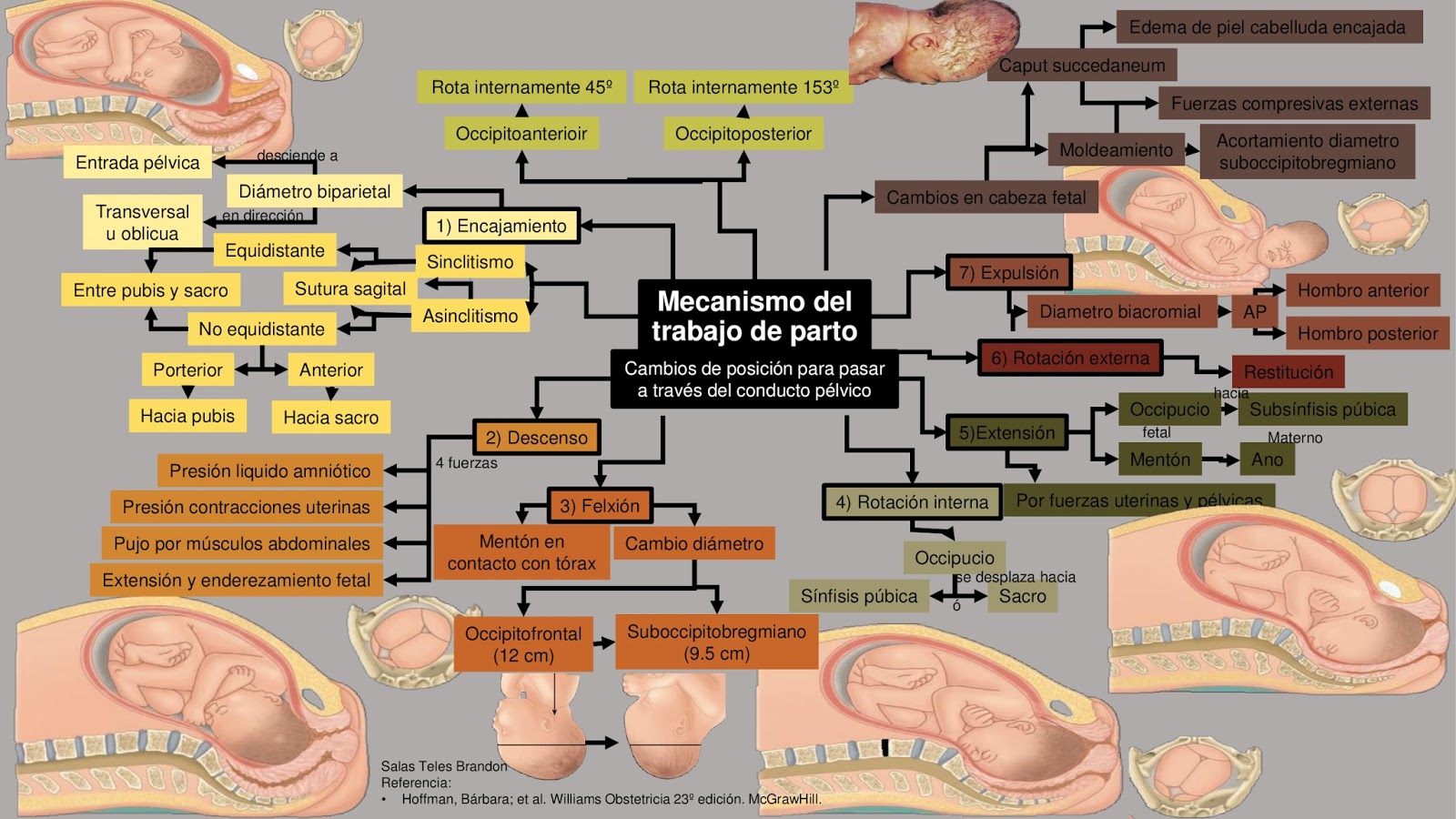 BLOG DE EVIDENCIAS DE LA MATERIA DE GINECOLOGÍA Y OBSTETRICIA ...
