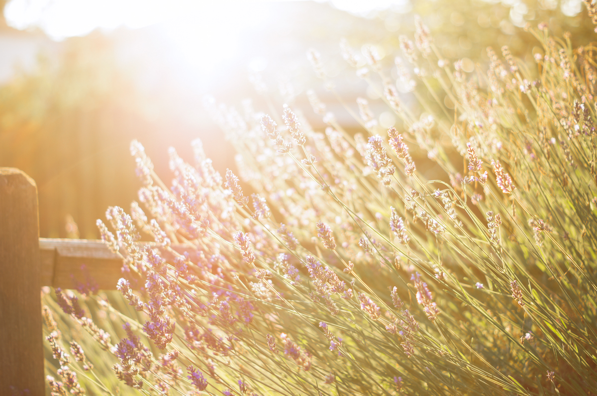 Ribbons Down My Back Summer 2014