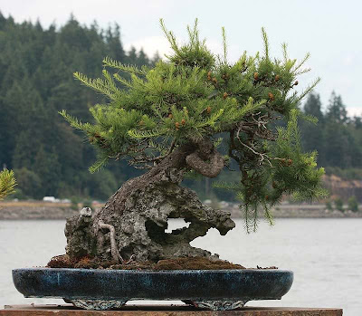 adjustment periods of bonsai to light change