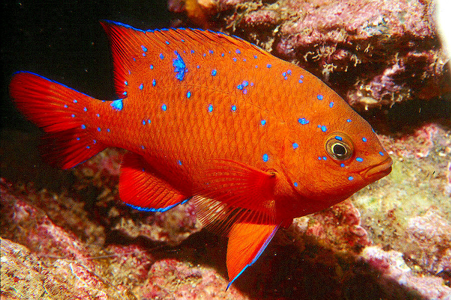 Garibaldi Fishes