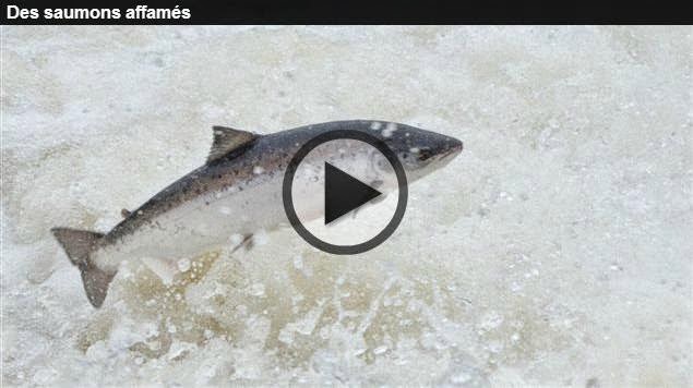 http://ici.radio-canada.ca/nouvelles/science/2014/04/04/001-saumons-atlantique-declin.shtml