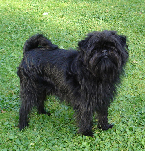 Affenpinscher Toy Dog Pictures | Toy Dog Breeds Pictures and Information