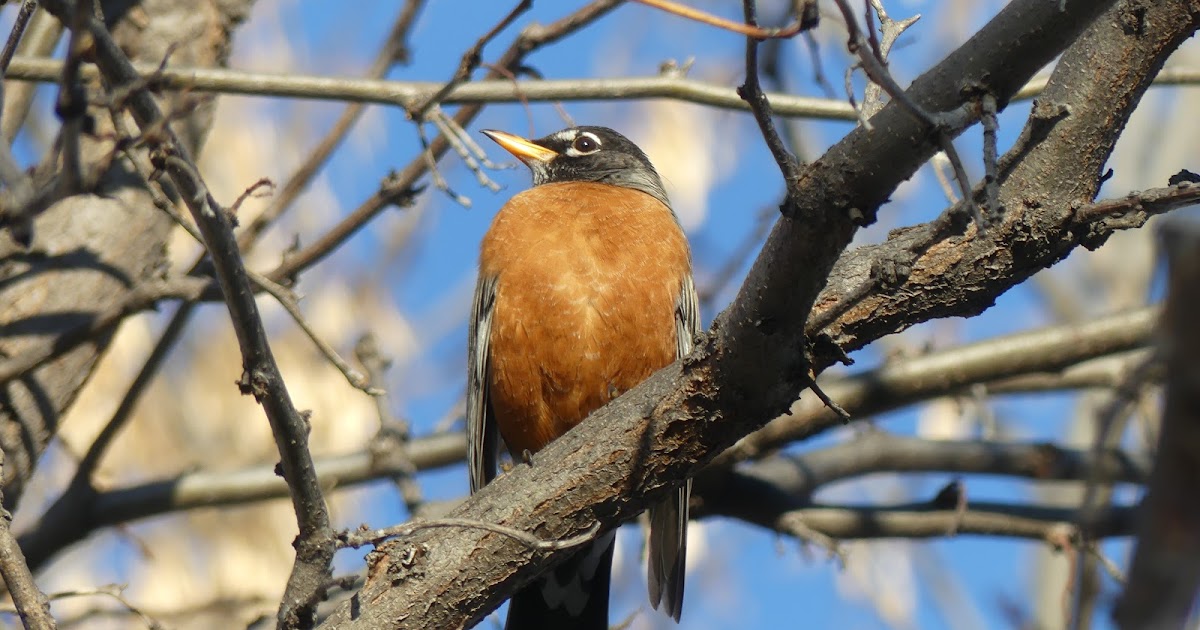 Earth Explorations Robins