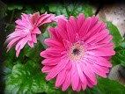 Gerbera jamesonii