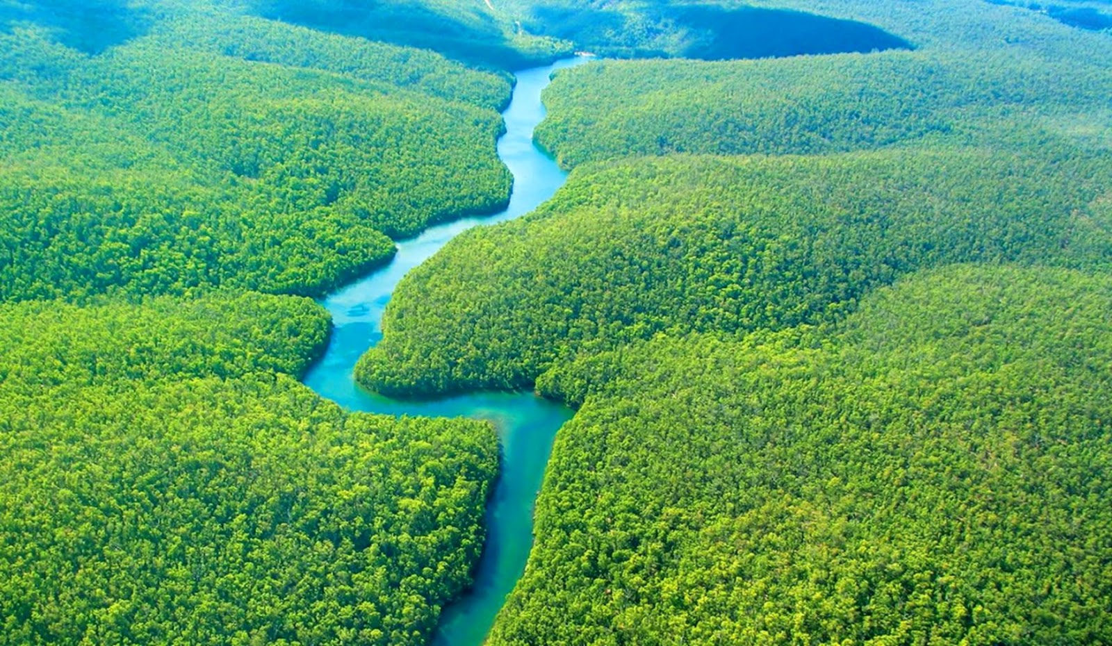 Download Amazon Forest Wallpaper