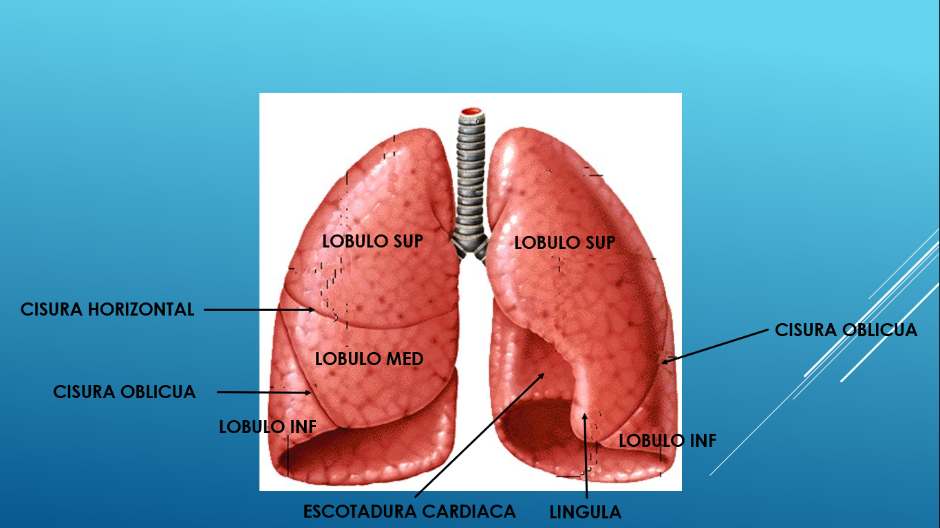 ANATOMIA DOS PULMONES