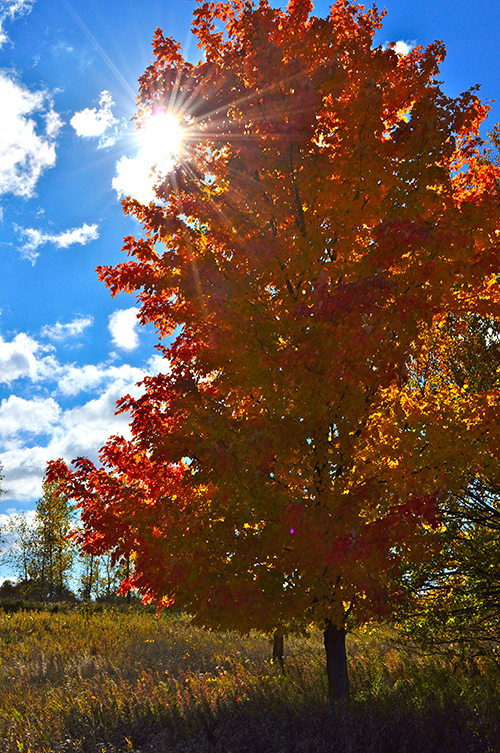 Fall | My Darling Days Fall | My Darling Days