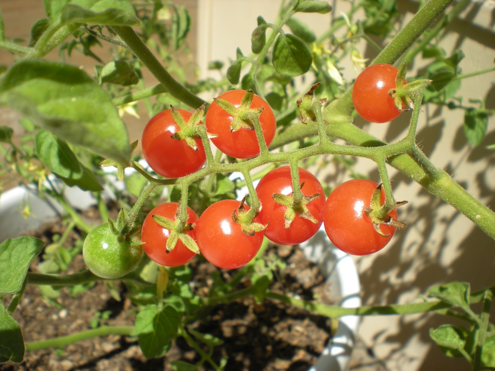 Southern California Gardening Tomatoes