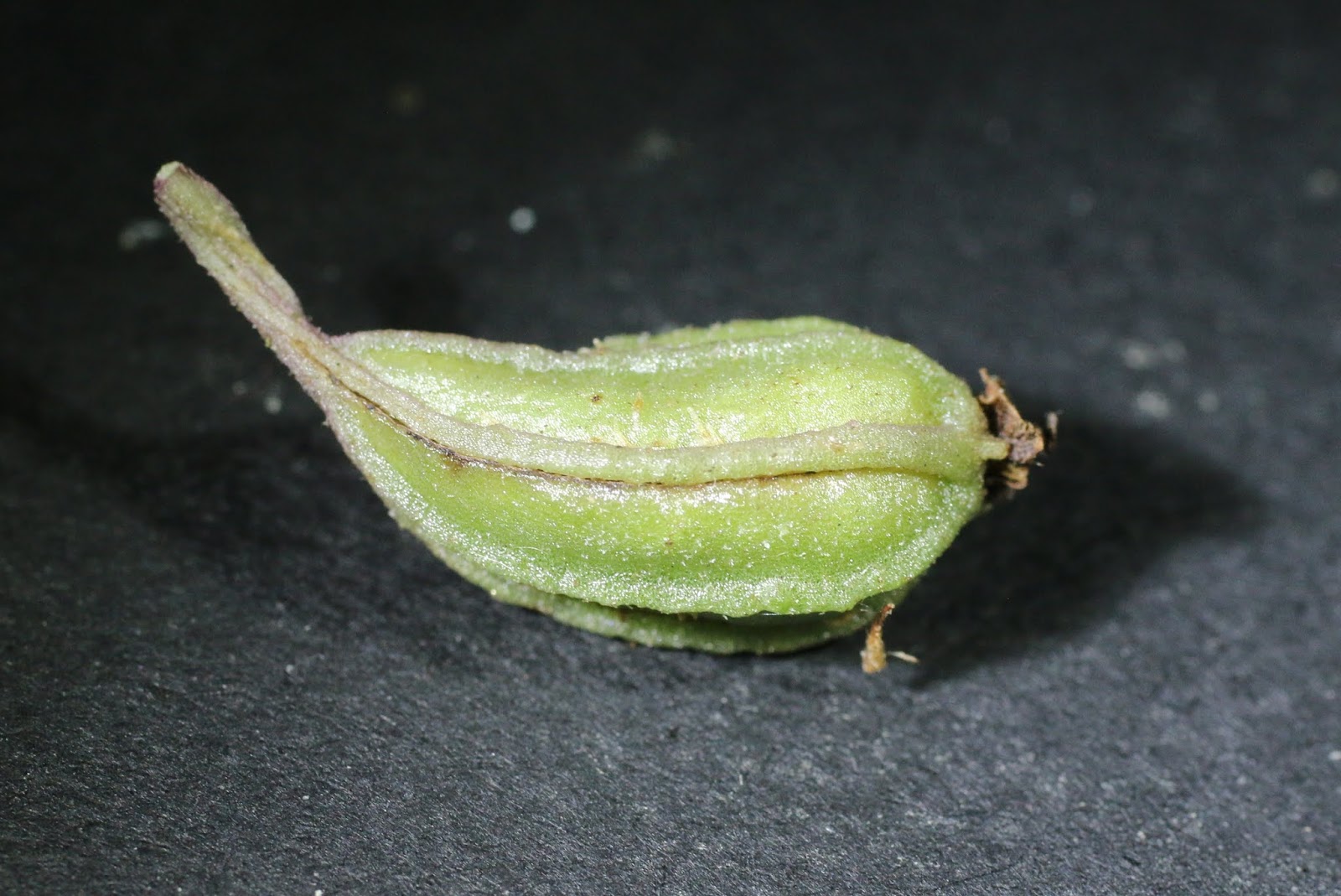 Hooky Natural History Identification of orchids in fruit