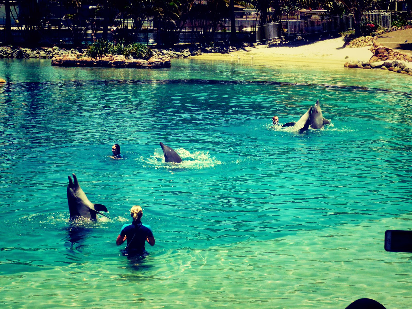 dolphin show sea world gold coast