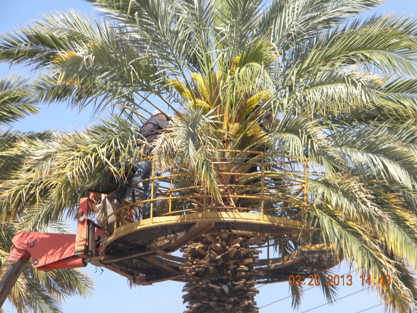 B 'n B Travels Medjool Date Palms and Yuma Agriculture