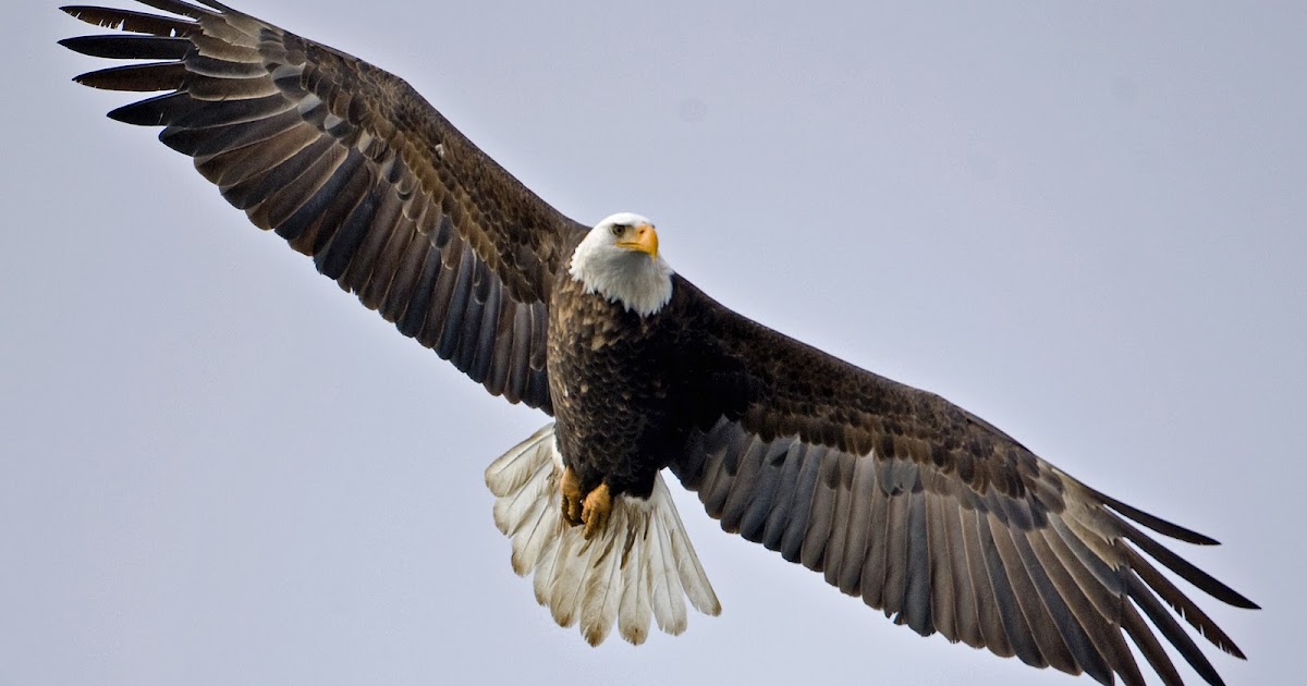 Philippine Eagle Pictures And Wallpapers