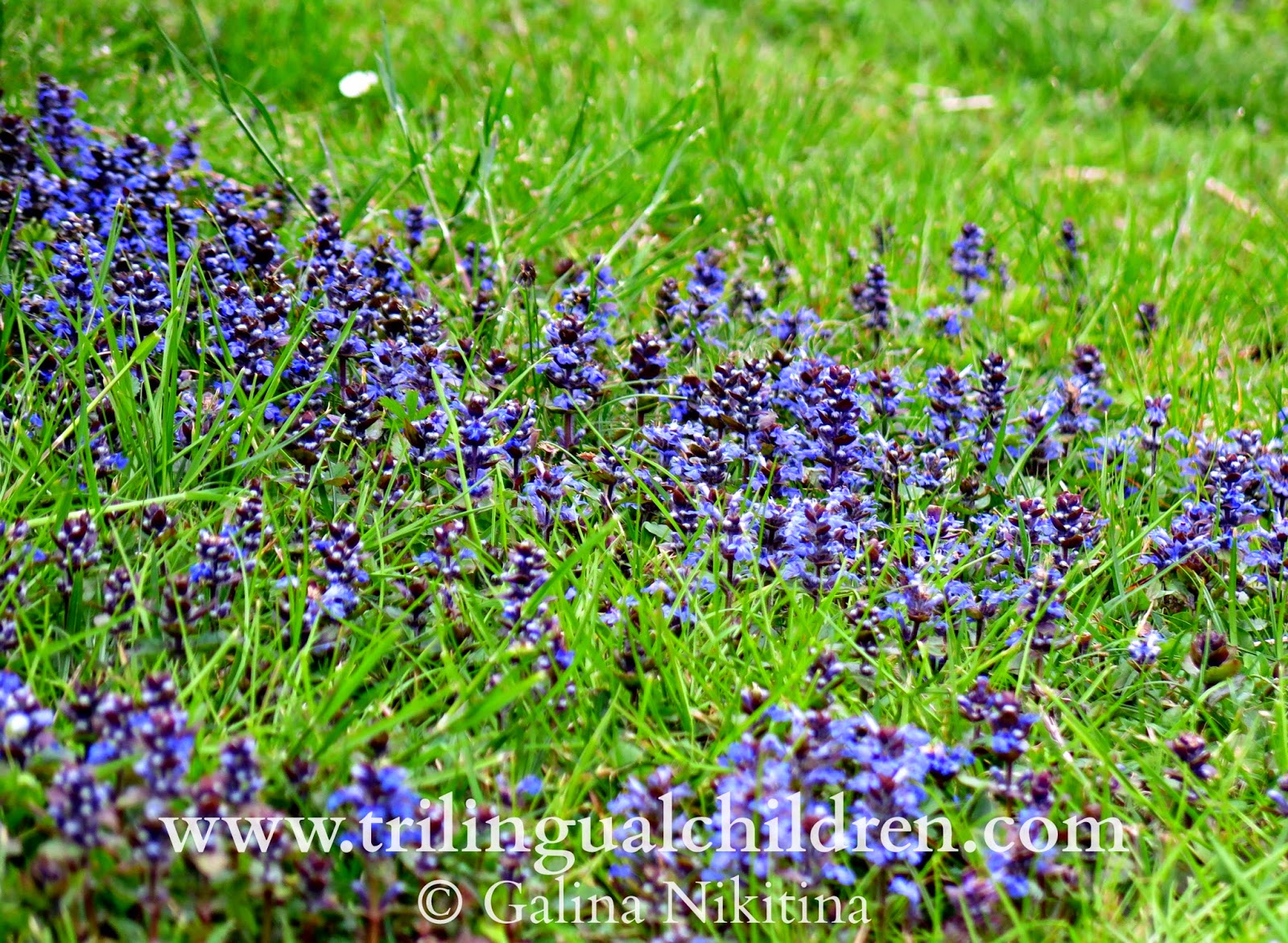 Ajuga reptans or blue bugle (March)