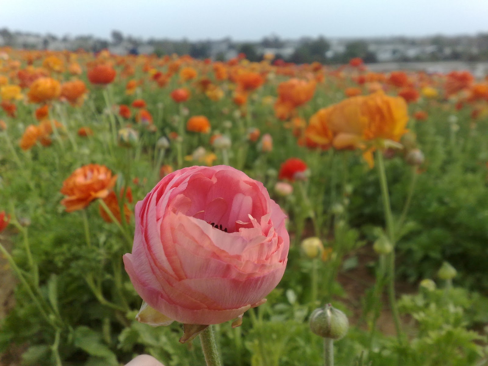 Fun Secret Garden San Diego Flower Field at Carlsbad Ranch