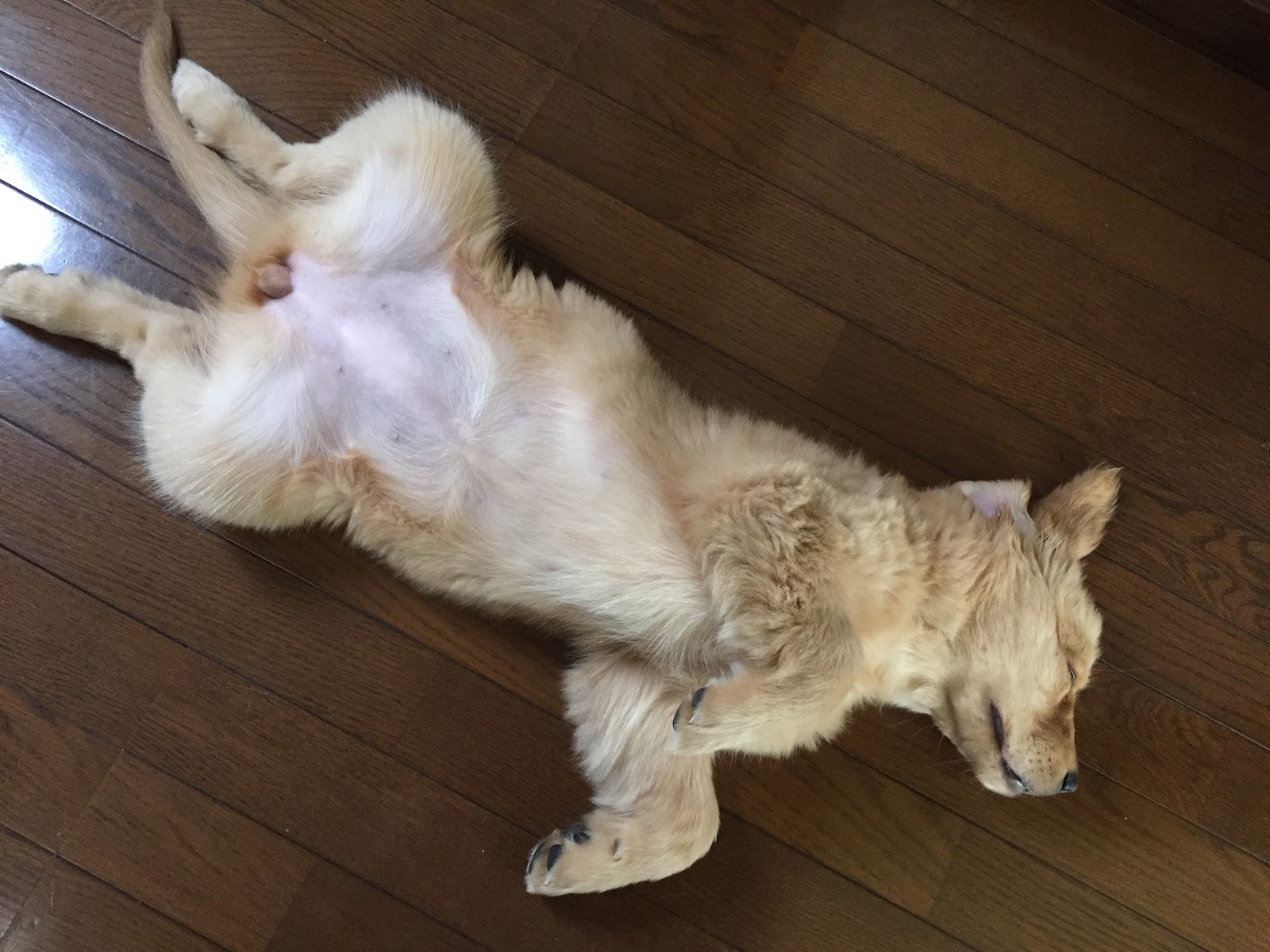 お犬様のためにコルクマットを敷く