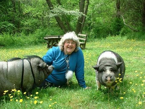 Potbellied Pigs Leave Hoof Prints On Your Heart
