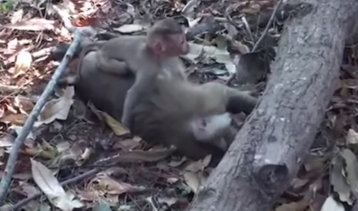 Kasihan, Bayi Monyet Ini Bangunkan Ibunya yang Sudah Mati