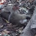 Kasihan, Bayi Monyet Ini Bangunkan Ibunya yang Sudah Mati