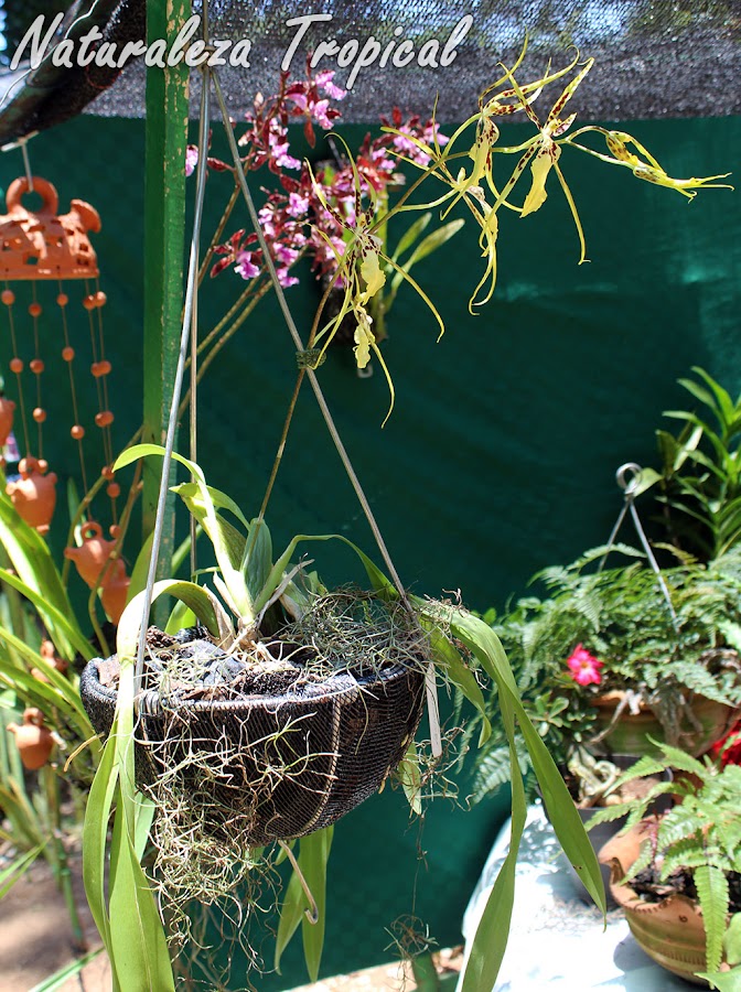 Vista de la orquídea Brassia `Rex´ en maceta