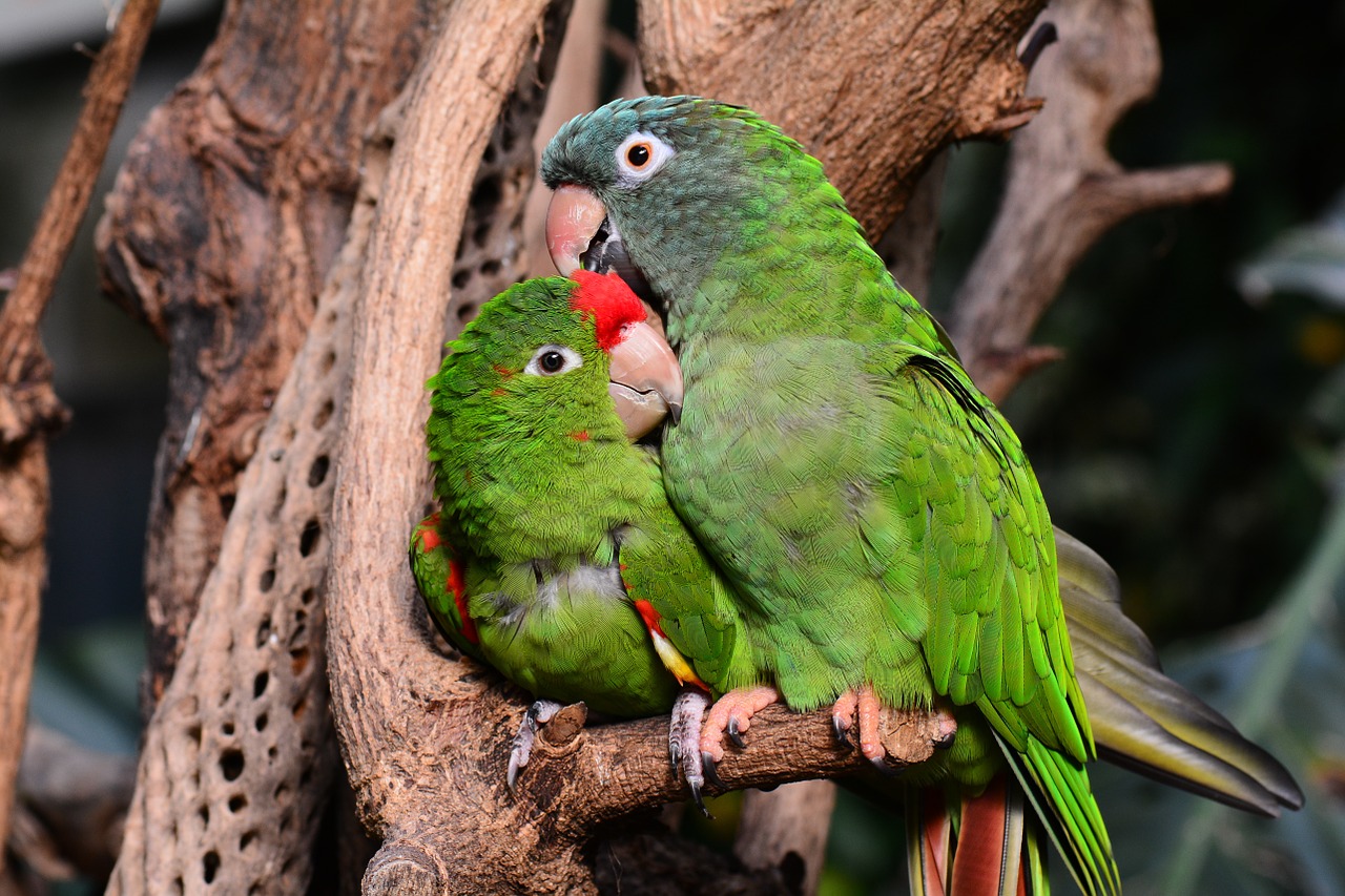 Jenis Burung Lovebird | Cara Ternak Lovebird