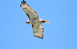 hawk flying tailed building nest june 2009 adult