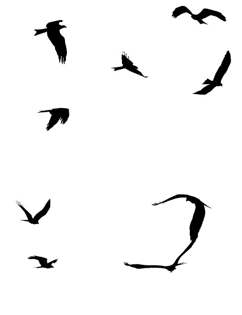 silhouttes of sea gulls in different flying positions