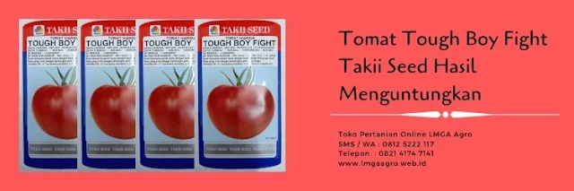 benih tomat tough boy fight,tomat tough boy fight,benih tomat,budidaya tomat,lmga agro
