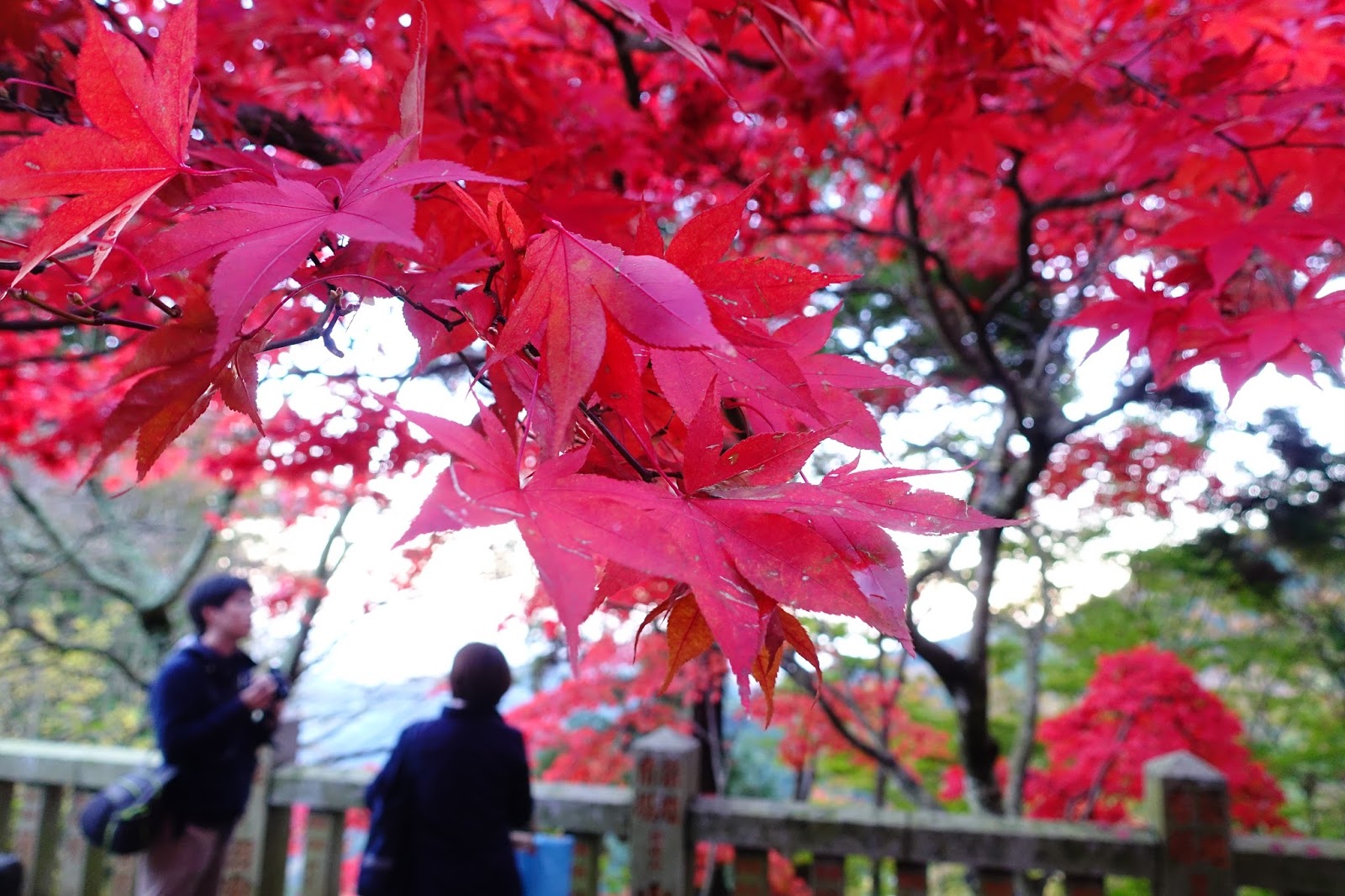Evalee On The Earth 神奈川大山寺 紅葉 夜楓