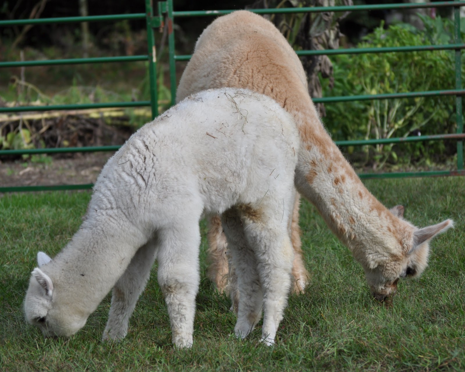 Lavender Hill Farm Alpacas National Alpaca Farm Days September 2425, 2011