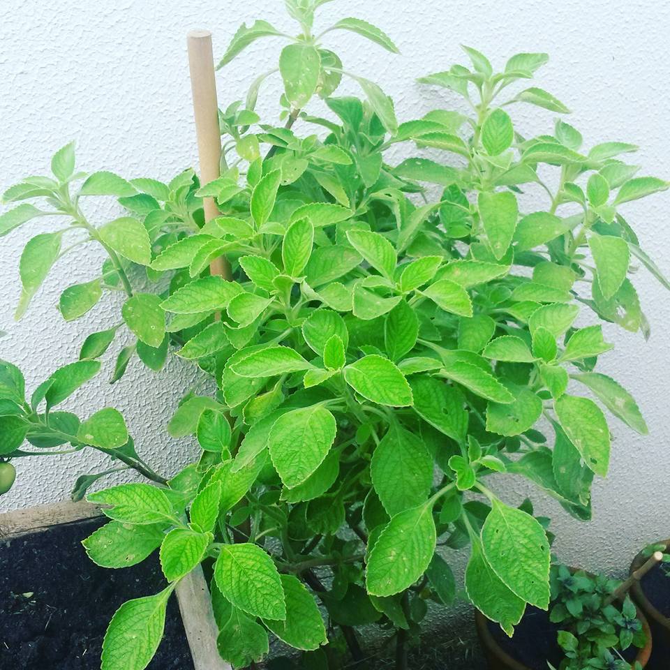 Horta Urbana Cultivando Boldo Horta Urbana Cultivando Boldo