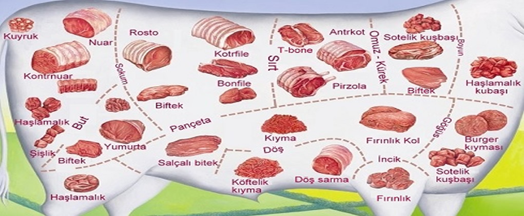 ETİN BÖLÜMLERİ BİLGİGÜVERCİNİ