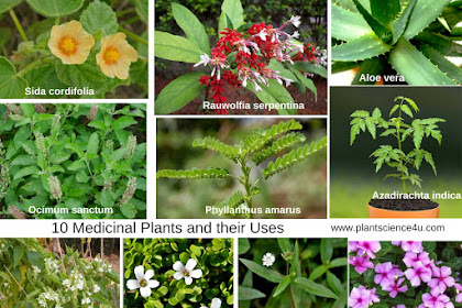 Discover Medicinal Plants & Their Uses