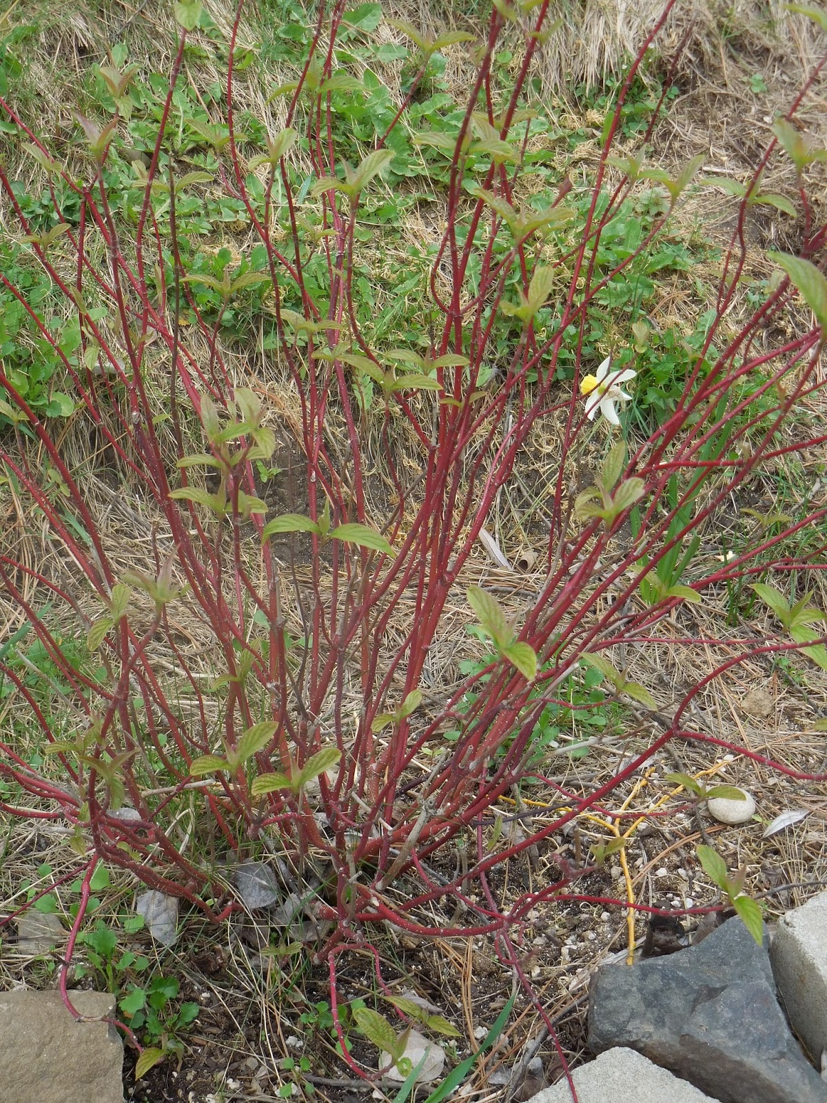 The Joyce Road Neighborhood Red Twig Dogwood