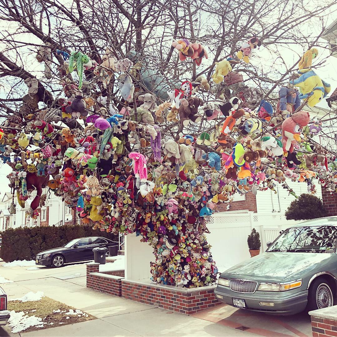 SMELL The Alley Pond Giant, the oldest living organism in New York