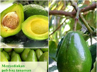 Cara Tepat Budidaya Buah Alpukat Asal Meksiko di Iklim Indonesia