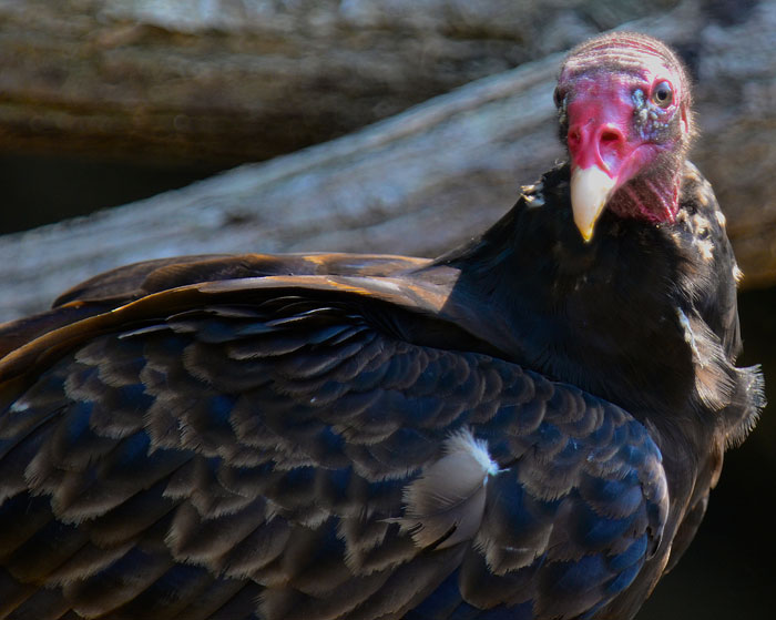 Red and the Peanut Turkey Vulture on the Little Miami River...