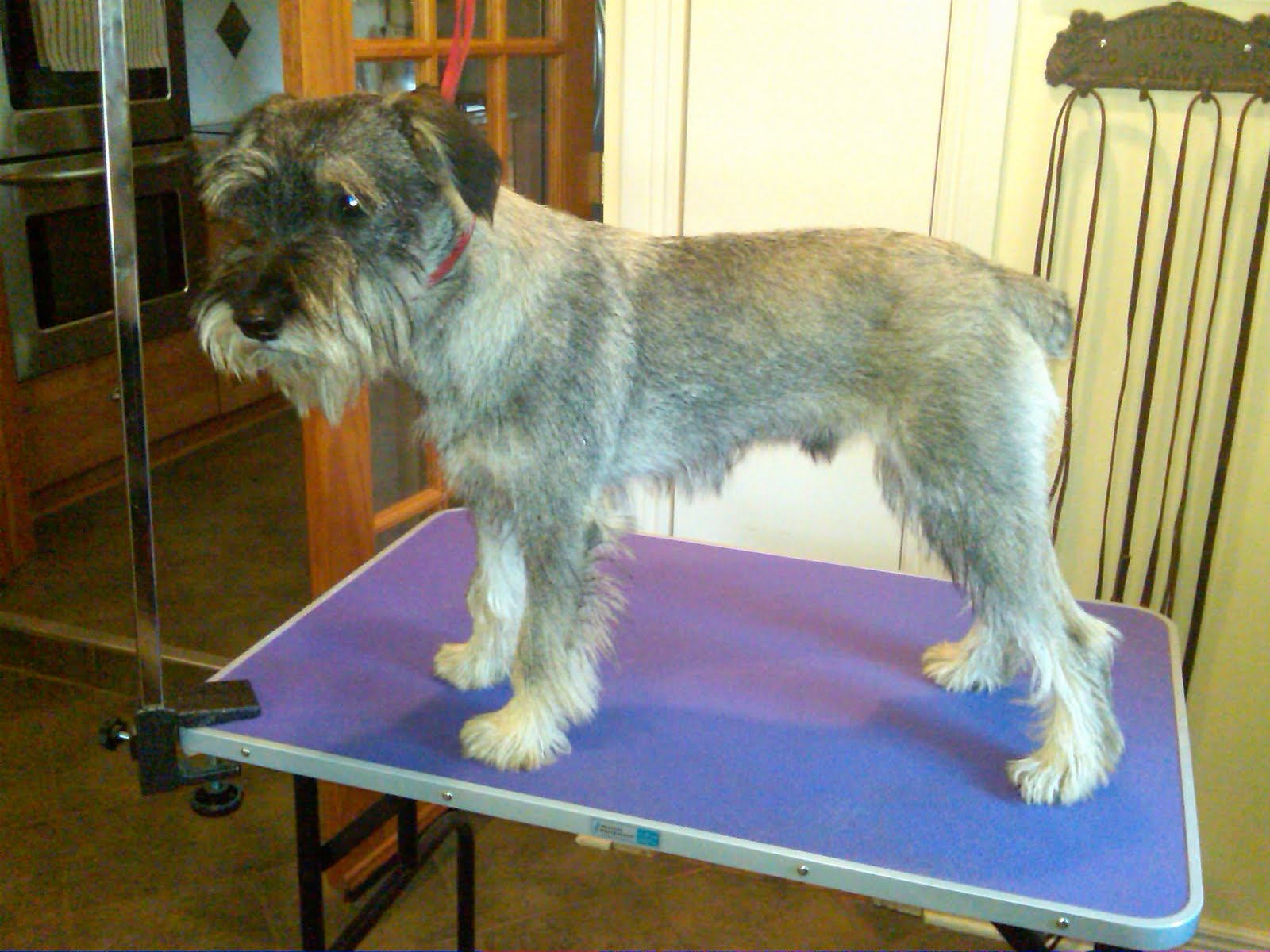 Standard Schnauzers in Virginia Finley gets groomed!