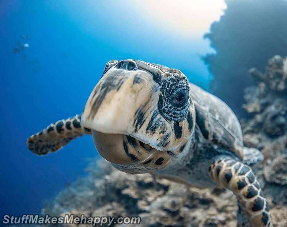 Amazing Underwater Photography by Jason Washington