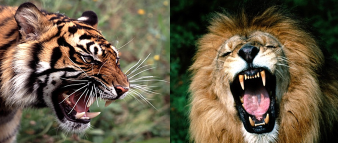 Wild Animals: Bengal Tiger Vs African Lion Fight